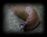slug friend - see them, hear them, almost feel them in Annabel's movie.