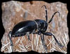 Boris the zombie beetle Boris the zombie beetle