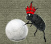 Harry the Royal Ravensbreath Stinkbug Harry the Royal Ravensbreath Stinkbug