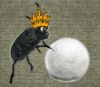 William the Royal Ravensbreath Stinkbug William the Royal Ravensbreath Stinkbug