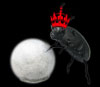 Harry the Royal Ravensbreath Stinkbug