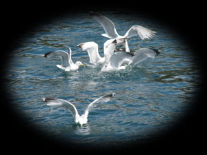 sea gulls after the bodies and pickings