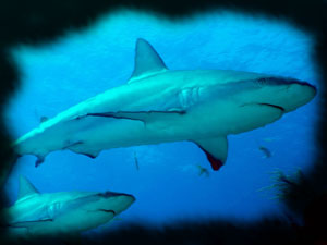 deadly sharks deadly sharks