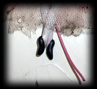 ="Ratgirl Ratgirl was a prima ballerina