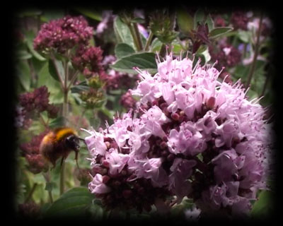 Bechamel the bee in the garden